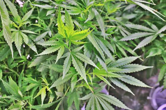 산업용 대마(헴프). 사진 안동시