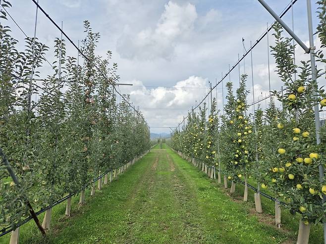 지난달 30일 경북 청송군 안덕면에 있는 한 과수원에 사과가 달려 있다./사진=박수림 기자