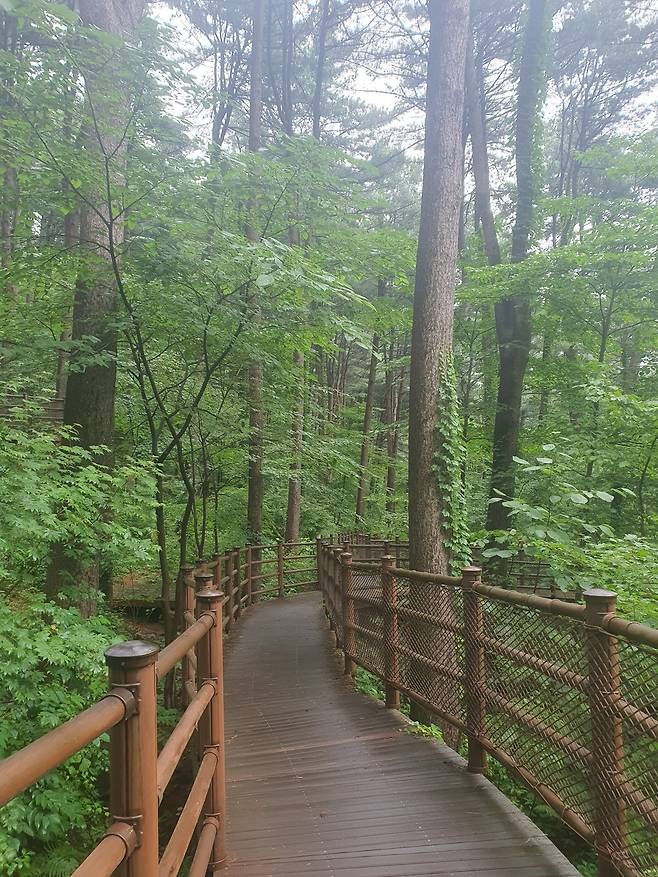 경기 잣 향기 피톤치드길. 산림청 제공