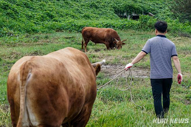 하욱재(48) 우주가 지난 달 13일 경남 의령군 남강 좌안에 위치한 풀밭에 싸움소 해태와 생강이를 내리고 있다.