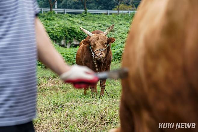하욱재(48) 우주가 지난 달 13일 경남 의령군 남강 좌안에 위치한 풀밭에서 싸움소 해태와 생강이의 털을 빗질하고 있다.