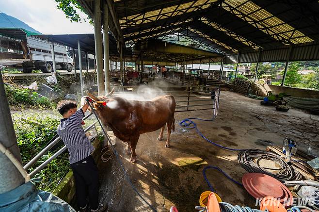 하욱재(48) 우주가 지난 달 13일 경남 의령군 사육장에서 산책을 마친 싸움소 해태와 생강이를 씻기고 있다.