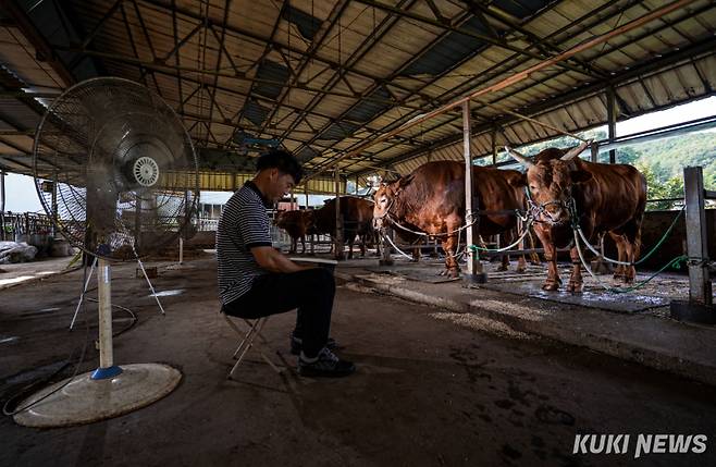 하욱재(48) 우주가 지난 달 13일 경남 의령군 사육장에서 싸움소들 앞에 앉아 책을 읽고 있다.