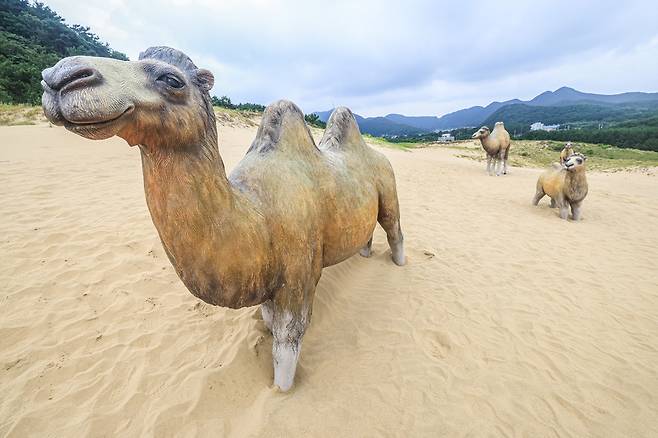 ▲ 대청도 옥죽동 해안사구에 설치된 쌍봉낙타 조형물. 실제 사막처럼 펼쳐진 사구 위에 설치된 쌍봉낙타 조형물이 이색적인 풍경을 자아낸다. /인천일보