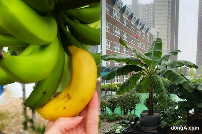 창원중앙고 3학년 정재훈 군이 학교 화단에서 바나나 재배에 성공했다. 12개월 만에 노지 개화에 성공하며 온라인에서 큰 관심을 모았다. (사진=독자제공, 최강주 기자 gamja822@donga.com)