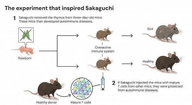 2025년 노벨생리의학상 수상자인 사카구치 교수에게 영감을 준 실험 모식도. Nobel Prize 제공.