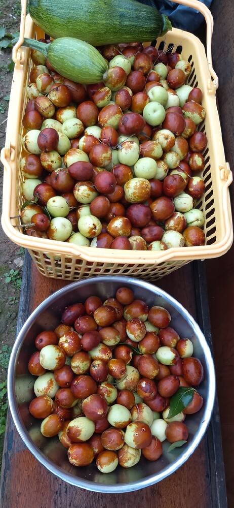 어느 가을 수확한 사과 대추