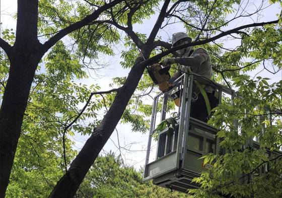 경남 김해시청 공원과 실무관인 서상진(55)씨가 나무 가지치기 작업을 하고 있다. 서씨는 지난달 불가리아에서 열린 제23회 세계팔씨름대회에 출전해 한국인 최초로 그랜드마스터(50대) 70㎏급 오른팔 부문 3위를 기록한 팔씨름 선수다. 사진 서상진씨