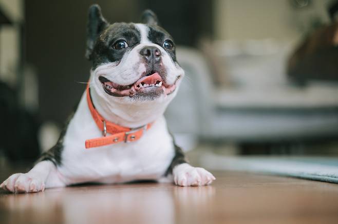 프렌치불독. 게티이미지