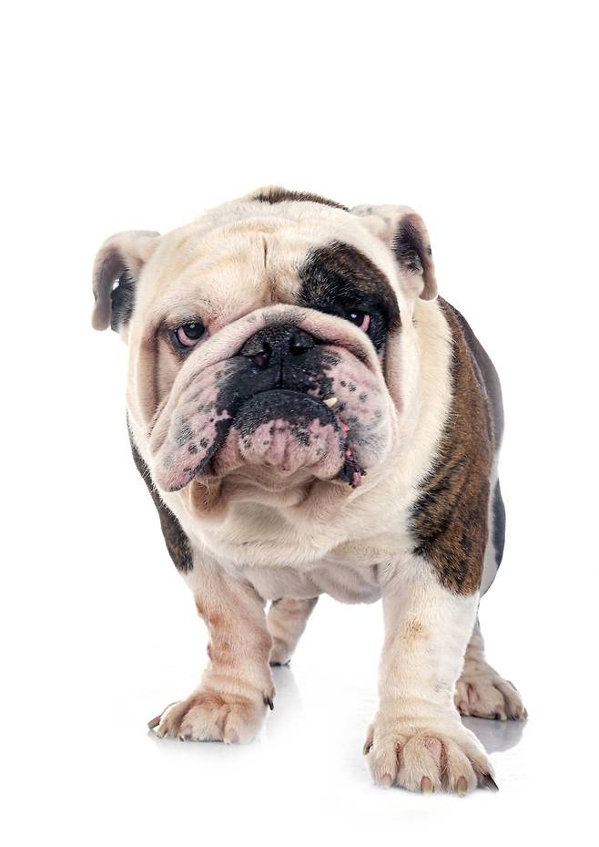 잉글리시 불독. 게티이미지