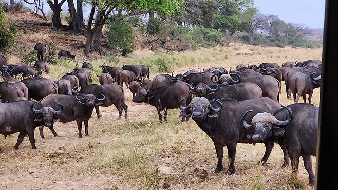 2024년 8월 30일 남아공 크루거국립공원 버팔로 [촬영 유현민]