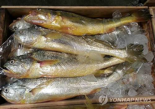 황금빛 부세 [연합뉴스 자료사진]