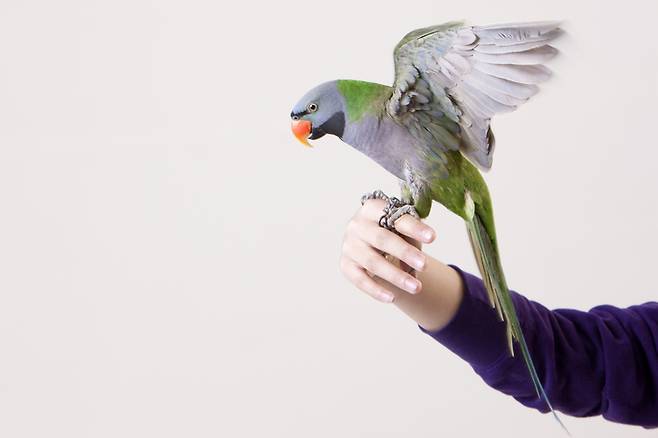 과민성 폐렴은 일상 속 특정 물질(항원)에 반복적으로 노출될 때 발생할 수 있는 폐질환이다. 주된 원인은 조류의 깃털이나 배설물, 곰팡이, 오염된 가습기나 공조 설비 등에서 발생하는 미세 입자다. 사진=게티이미지뱅크