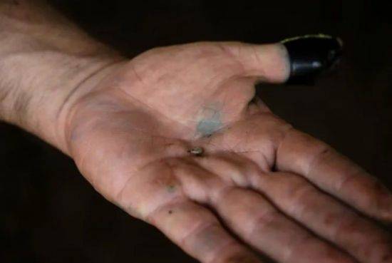 기생파리 애벌레