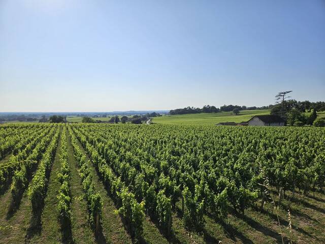 생테밀리옹의 포도원. 샤토 카농 주변. 천호성 기자