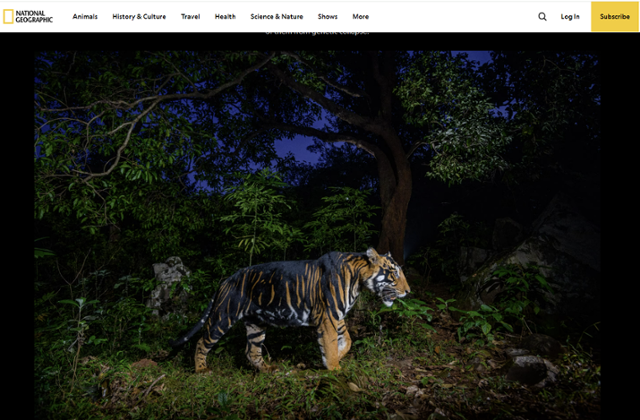 인도 동부 오디샤주 시밀리팔 보호구역에서 카메라에 포착된 흑색 호랑이 T12. 내셔널지오그래픽 홈페이지 캡처