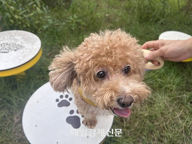 포포랜드를 찾은 견주와 반려견. [변덕호 기자]