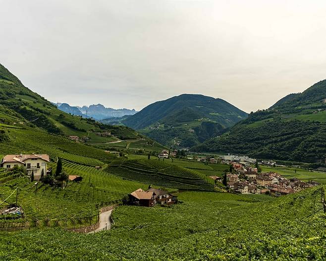 알토 아디제의 전형적인 포도밭 풍경. [사진=전형민 기자]