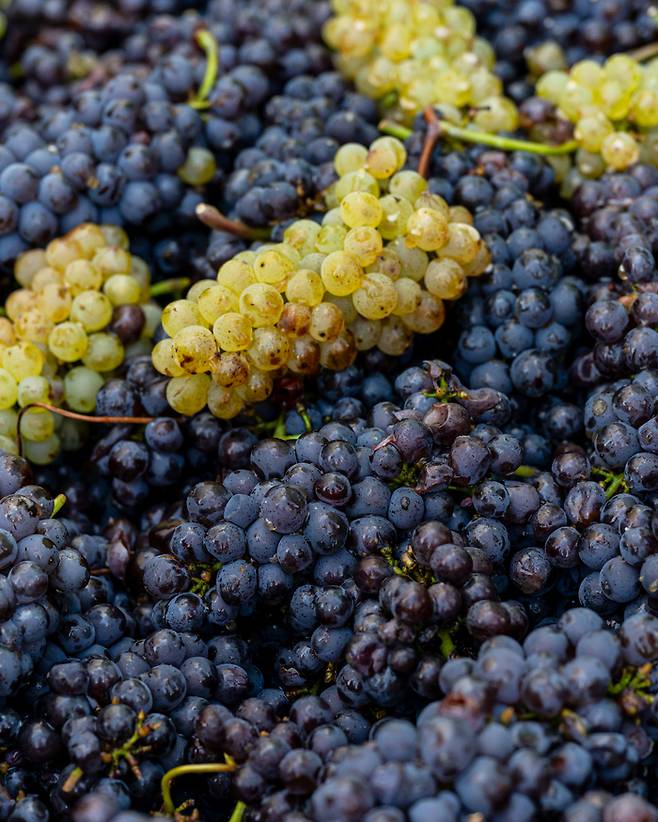 수확을 마친 포도송이들. [사진=전형민 기자]