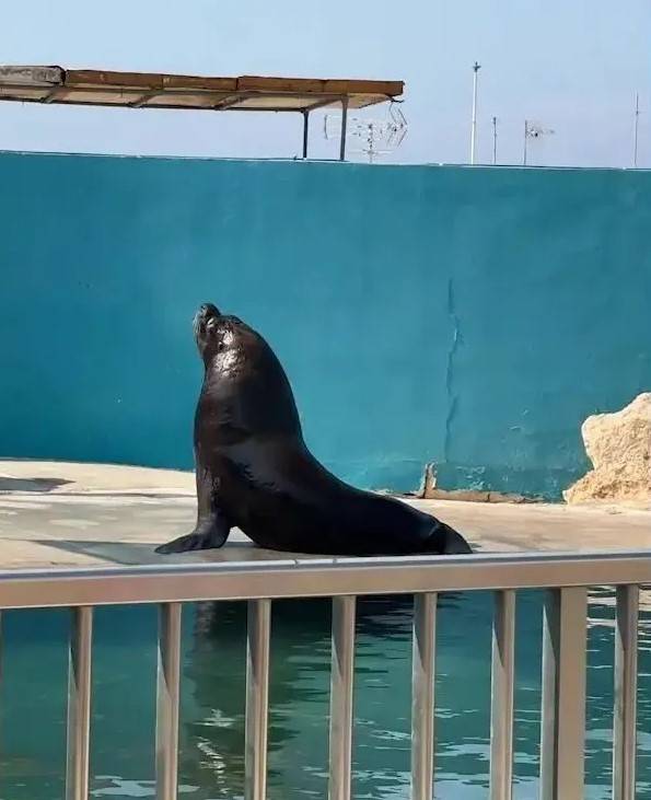 바다사자 '주니어' [더 선 캡처]