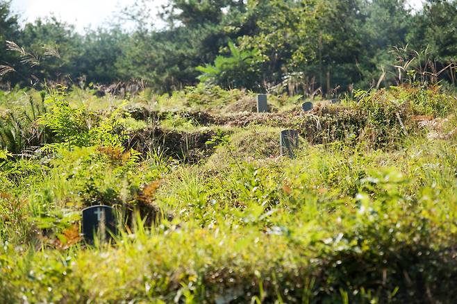 추석 연휴 기간 성묘와 벌초가 늘면서 벌 쏘임 사고도 급증한다. 게티이미지뱅크