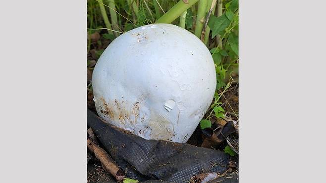 댕구알버섯 [강진군 제공. 재판매 및 DB 금지]