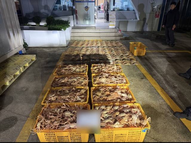 지난 5일 포항시 남구 구룡포읍 한 주택 창고 수족관에 불법 포획된 암컷대게 2천여 마리가 보관 중인 것을 해경이 발견해 조치하고 있다. 포항해양경찰서 제공.