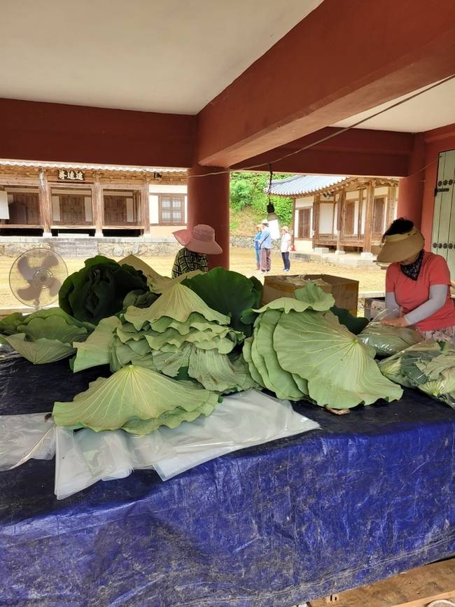 ▲ 연잎 손질하는 모습.