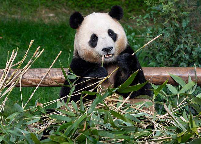 대나무를 먹고 있는 푸바오. 대나무가 플라스틱 원료로 부상하고 있다./삼성물산 리조트부문