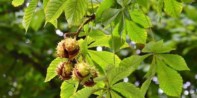 마로니에 열매. 출처 영국 런던 아쿠아가든