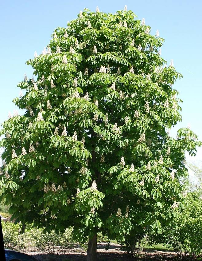 마로니에 꽃 핀 수형. 출처 미국 일리노이 모튼수목원