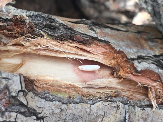 낙동강 하구인 부산 사하구 을숙도 버드나무에서 발견된 유리알락하늘소의 알. 유리알락하늘소 성체 한 마리가 50~100마리의 알을 낳는다. 사진 낙동강하구에코센터