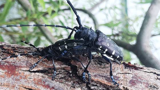 낙동강 하구인 부산 사하구 을숙도에서 관측된 유리알락하늘소. 중국에서 온 것으로 추정되는 이 하늘소가 낙동강 하구 버드나무에 큰 피해를 입히고 있다. 사진 낙동강하구에코센터