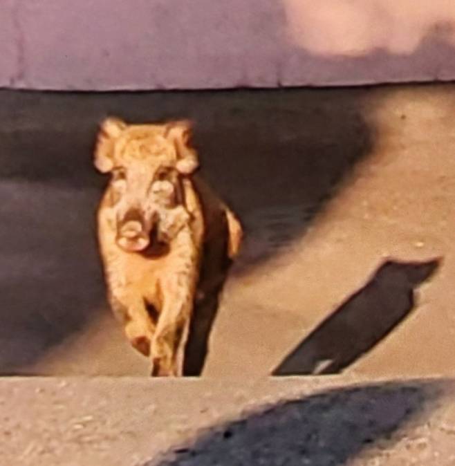 과거 부산에서 시민이 찍어 112에 신고한 멧돼지 사진. 기사 내용과 직접적인 관련 없음. 부산경찰청 제공