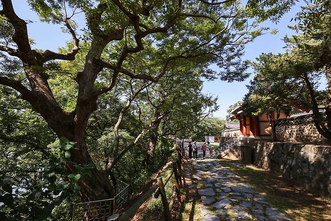 보호수 느티나무 [사진/임헌정 기자]