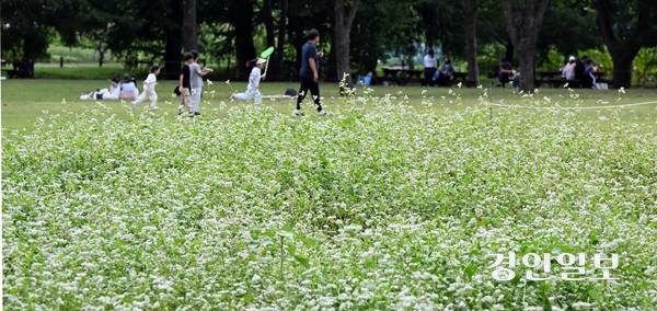 추석 연휴 마지막 날인 9일 오후 수원 탑동시민농장을 찾은 시민들이 즐거운 시간을 보내고 있다. 2025.10.9 /임열수기자 pplys@kyeongin.com