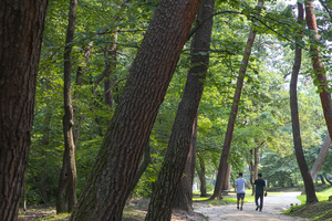 구리 동구릉. 사진=경기관광공사