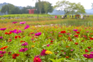 연천 임진강댑싸리공원. 사진=경기관광공사