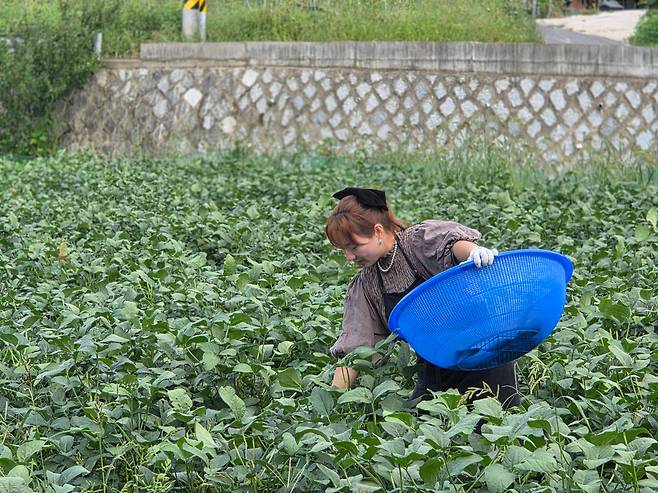 강경미 루시올앤드 대표가 전북 무주군의 한 콩밭에서 콩잎을 따고 있는 모습. /김민정 기자