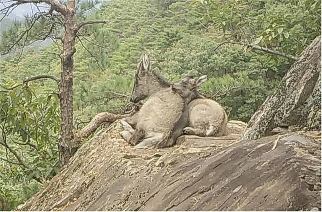 2023년 10월 9일 속리산 고지대 암벽지대에서 휴식을 취하고 있는 멸종위기 야생생물Ⅰ급인 어미 산양과 새끼 산양. 사진 출처 : 국립환경과학원
