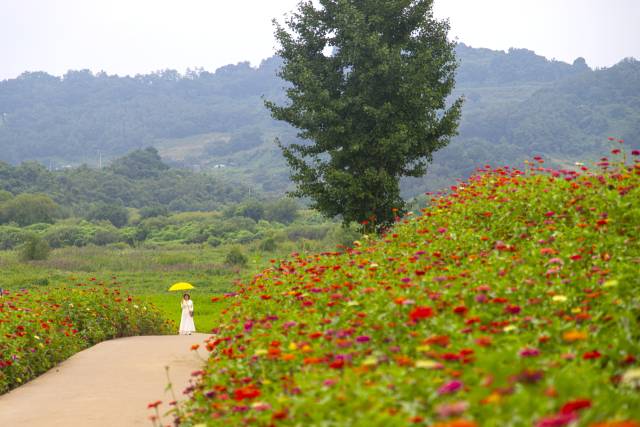 연천 임진강댑싸리정원. 경기관광공사 제공