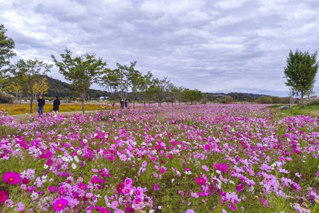 여주 당남리섬. 경기관광공사 제공