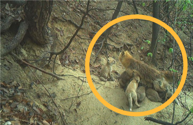 어미 여우의 새끼 12마리 양육 모습. 국립공원공단·뉴시스