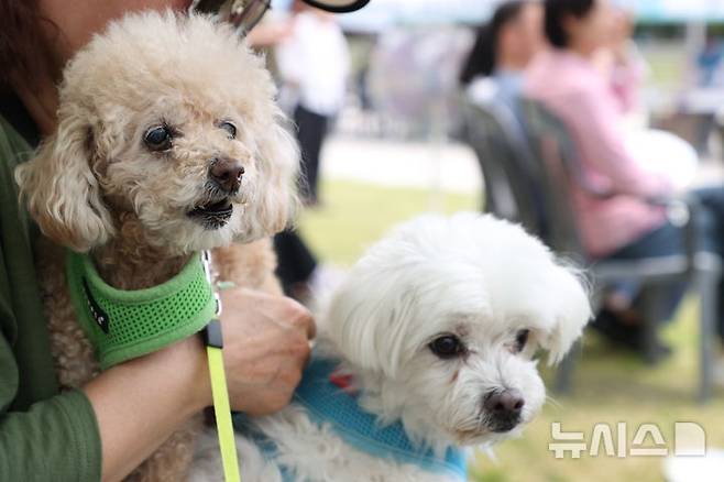 '2025 반려동물 사랑나눔 축제' 참가 강아지들. (사진=뉴시스DB) photo@newsis.com