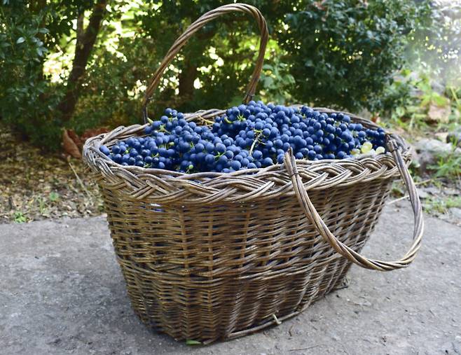 포도는 항산화 성분이 풍부하지만 탄수화물이 많고 칼로리도 있어 양 조절이 필요하다. 사진=게티이미지뱅크