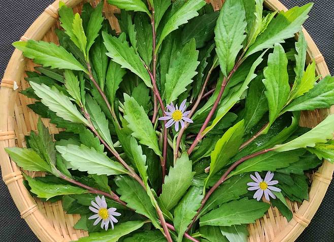 전남농업기술원이 개발한 신품종 쑥부쟁이 '루비채' [전남도 농업기술원 제공]