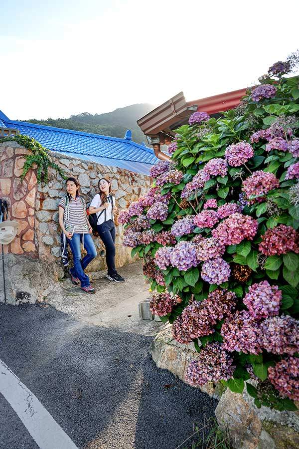 풍성하게 꽃을 피운 수국이 마을을 꾸미고 있다.&nbsp;