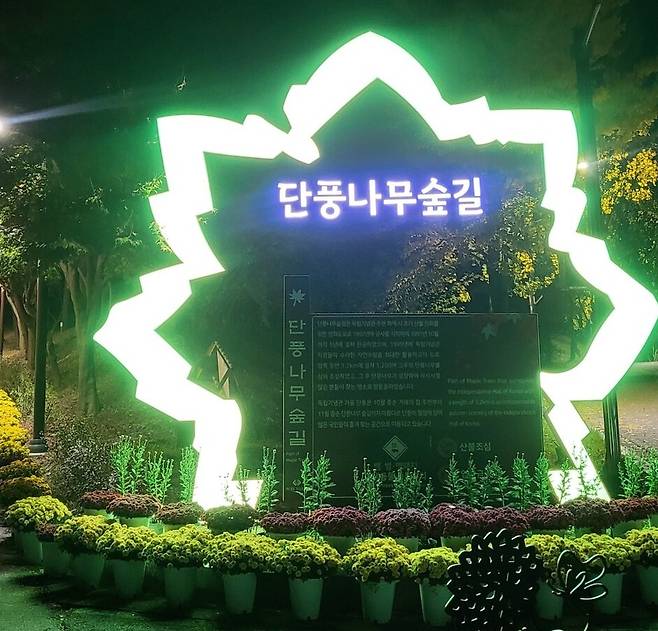 독립기념관 단풍나무숲길 야간개장 모습 ⓒ시사저널 박인옥