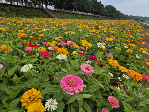 곡교천에 핀 백일홍 ⓒ아산시 제공