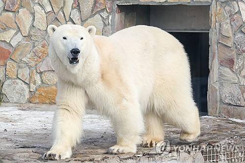 레닌그라드 동물원의 북극곰 (상트페테르부르크 타스=연합뉴스 자료사진) 2025년 2월 26일 러시아 상트페테르부르크에 있는 레닌그라드 동물원에서 촬영된 북극곰의 모습. (Alexander Demianchuk/TASS) 2025.10.10.